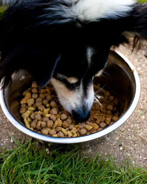 Jun 10: Dogs dinner