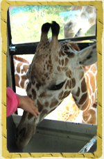 Take a picture with Giraffes