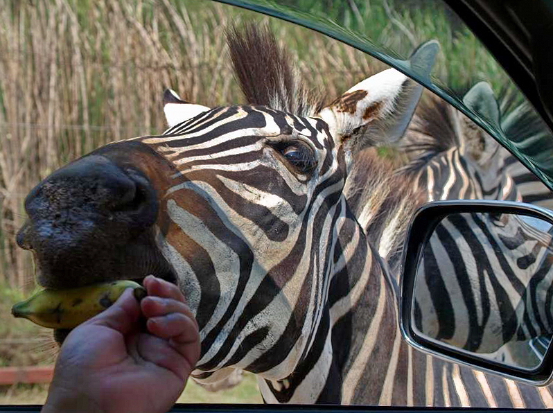Zebra poking his nose in for some grub