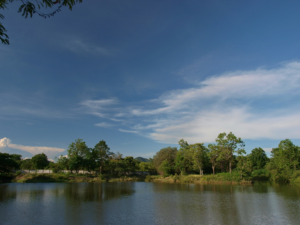 The Pond