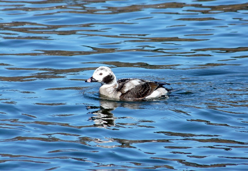 long tail female