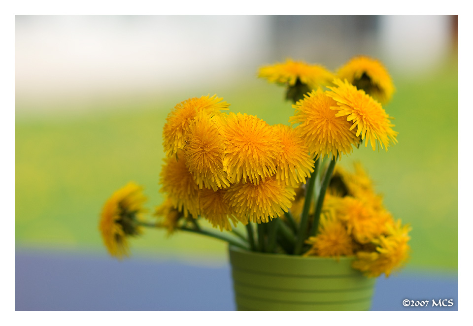 dandelions