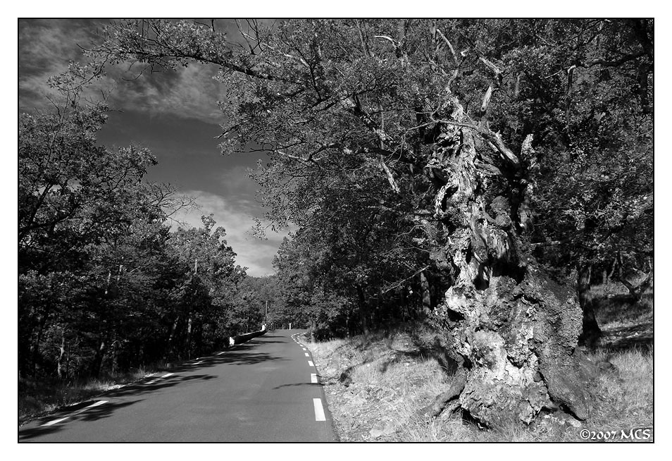 Old tree