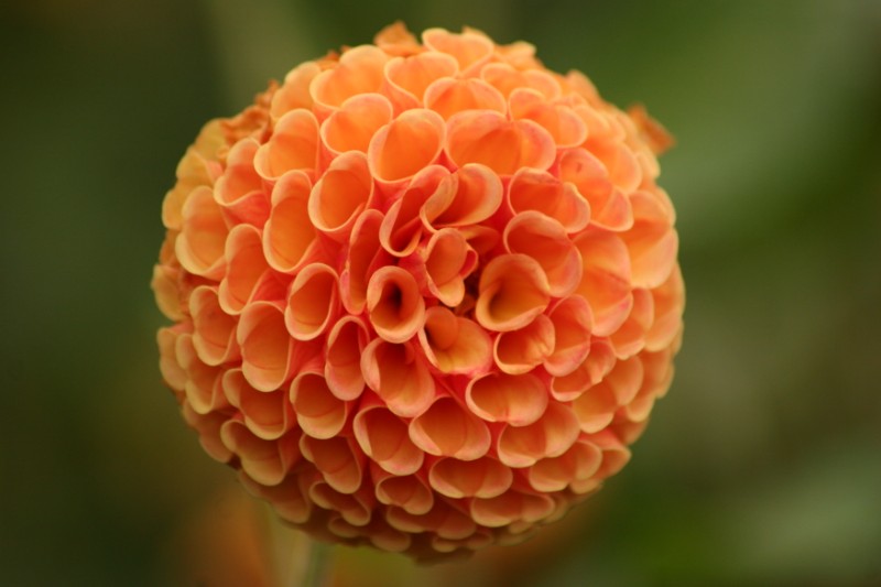 Orange ball flower
