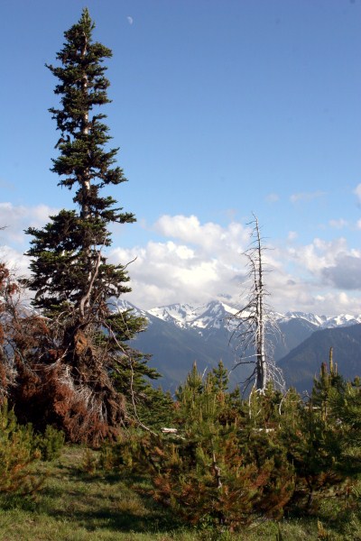 Deer Park in the Olympic National Park 03