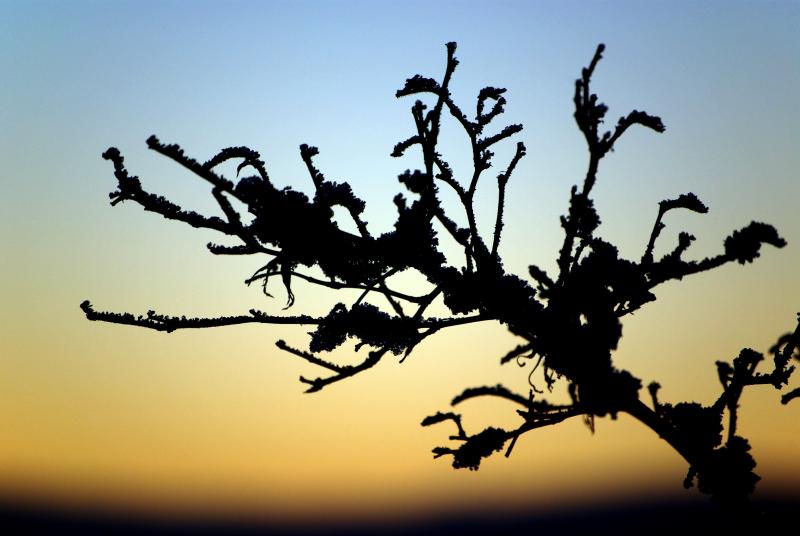 Sunset Silhouette