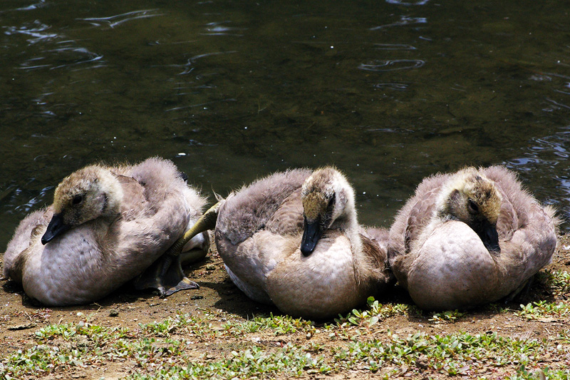 34. Sitting Ducks