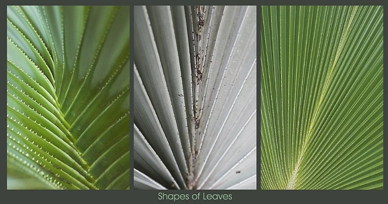 18. Shapes of Leaves