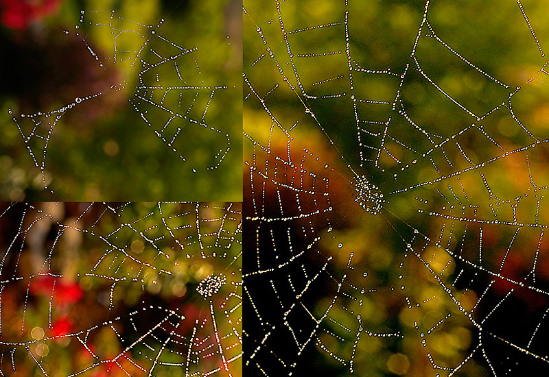 17. Three Wet Webs