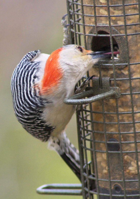 The Woodpeckers Tongue