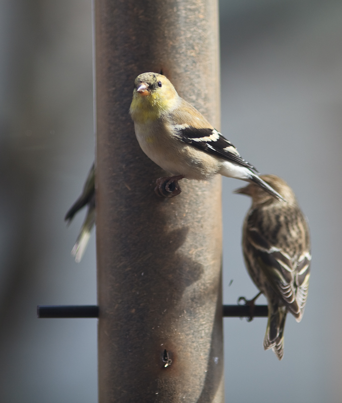 Goldfinches starting to turn gold