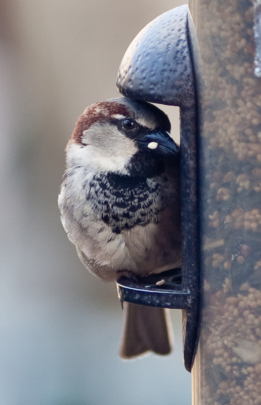 20090312-_MG_0505.jpg