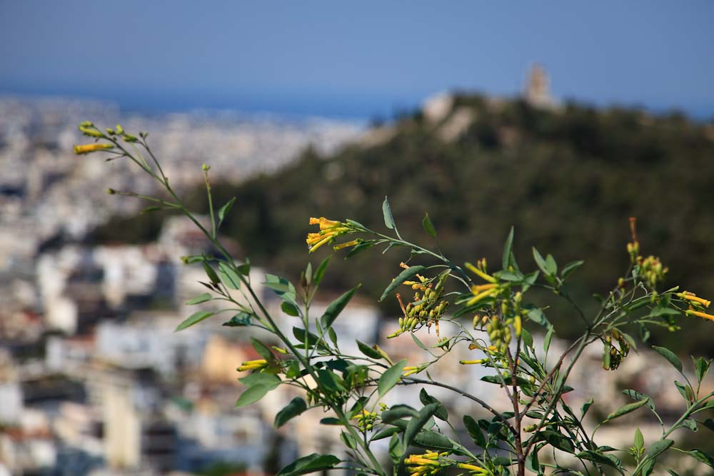 From the Acropolis