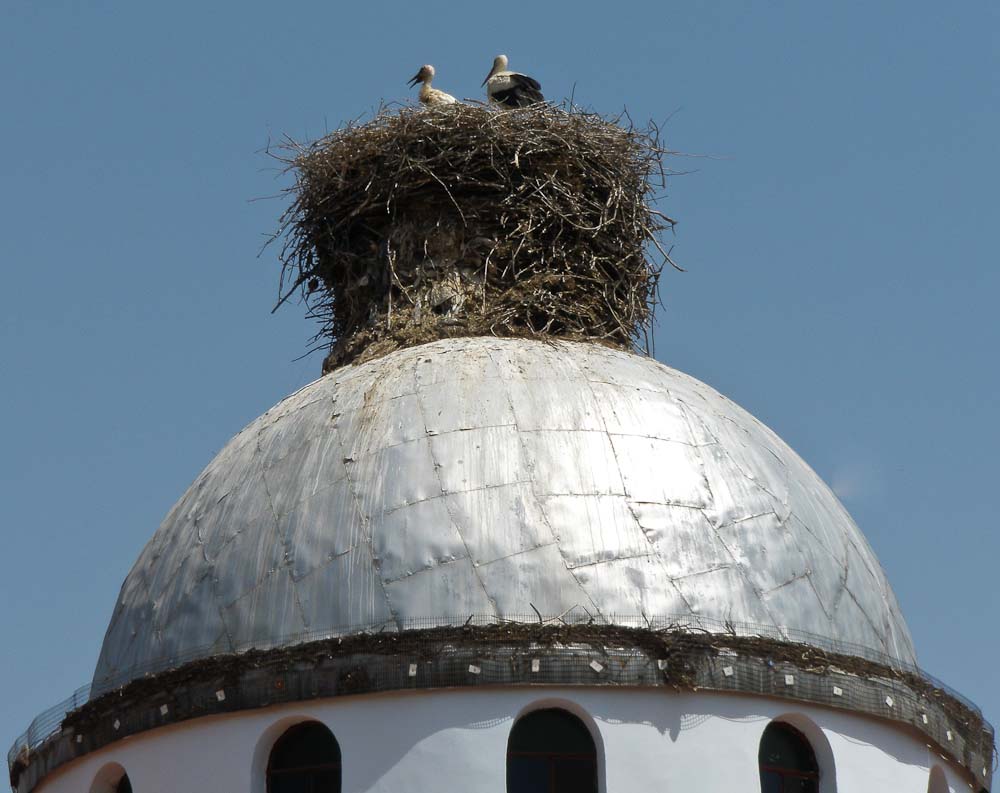 Storks on a church roof