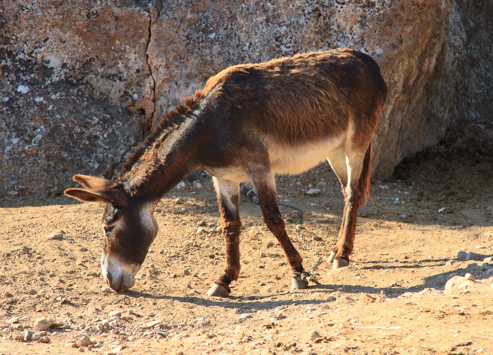 Rhodes inhabitant
