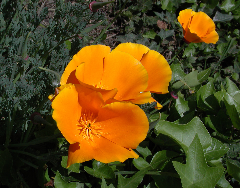New California poppies