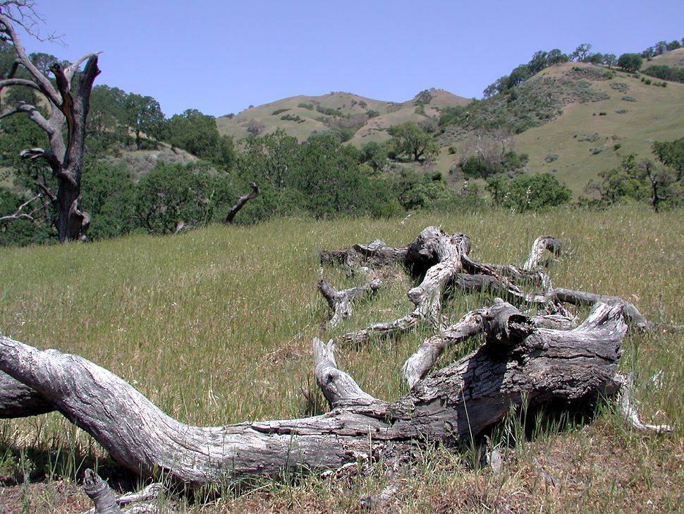 McCorkle Trail