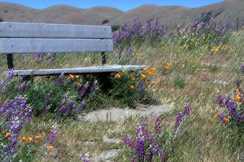 Bench in flowers