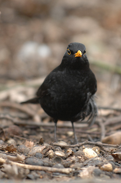 Black birds