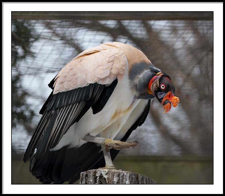 Turkey Vulture