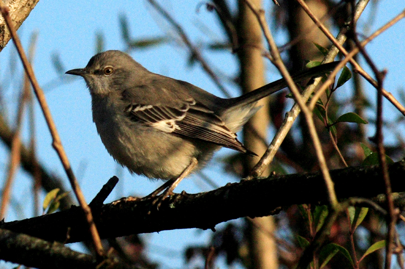 IMG_6737cropeditir.jpg
