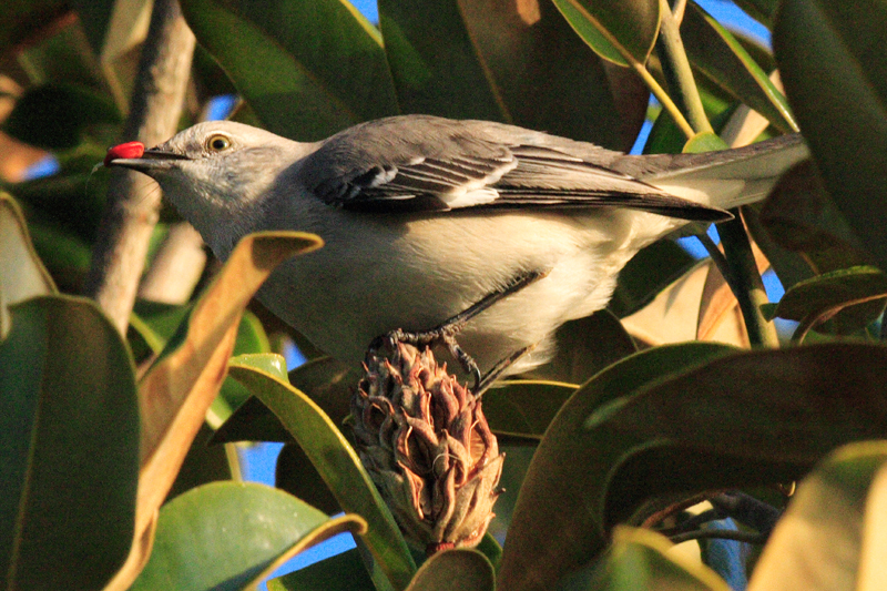 IMG_6782cropeditir.jpg