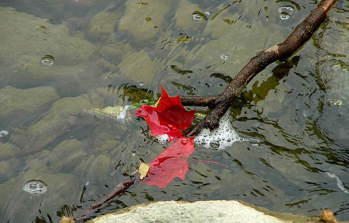 FALLEN  LEAVES