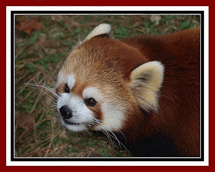 Red  Panda