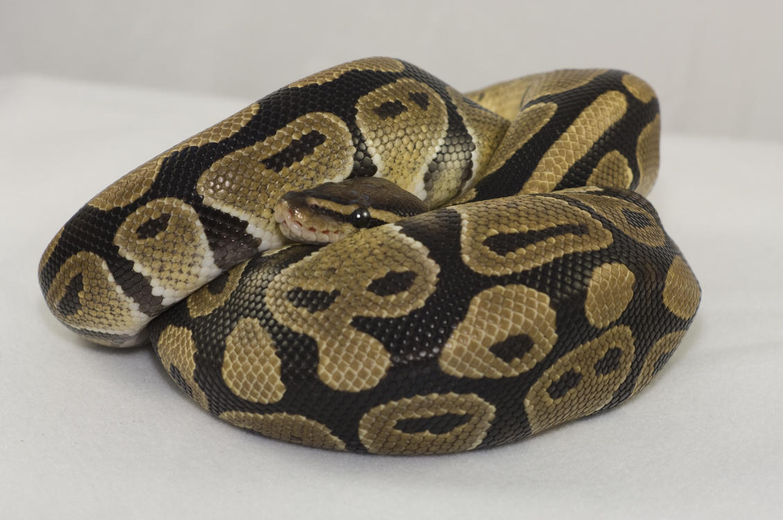 Loki