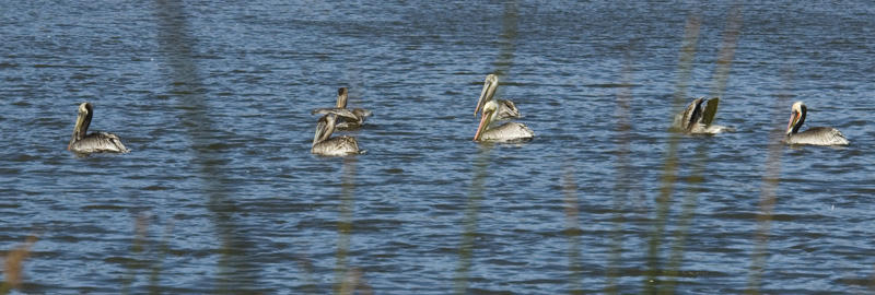 Pelicans in the Pond