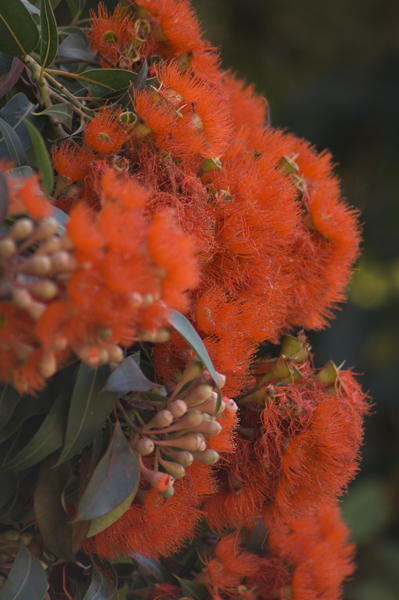 Red fuzz