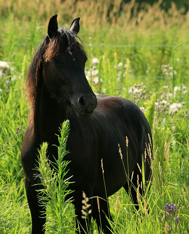 silhouette_6347.jpg