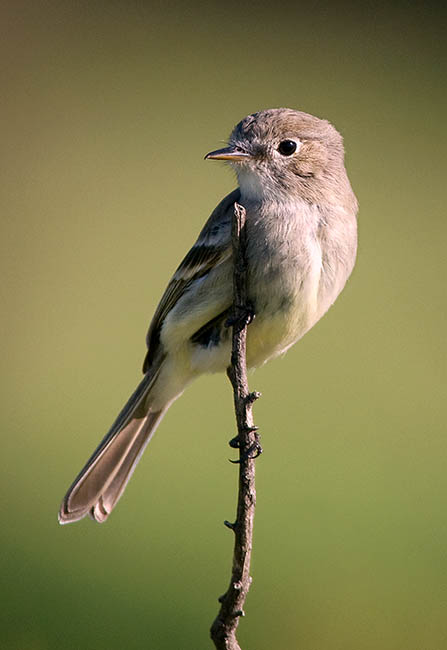 Gray Flycatcher