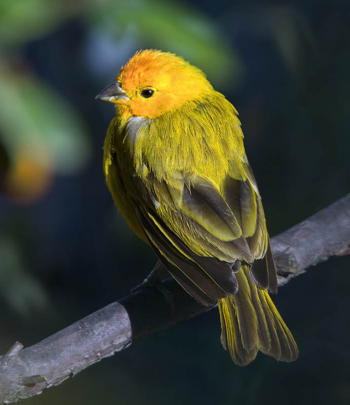Saffron Finch