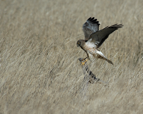 Northern Harrier 3 circus cyaneus