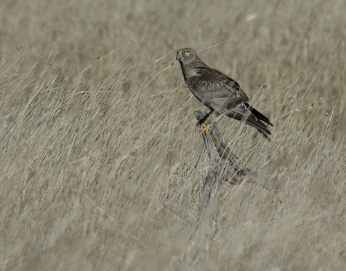 Northern Harrier 4 circus cyaneus