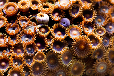 Zoanthus