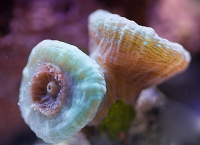 Candy Cane Frag