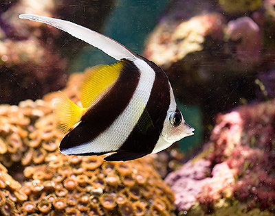 wimplefish.jpg