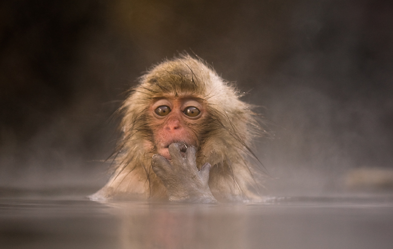 Young Japanese Macaque