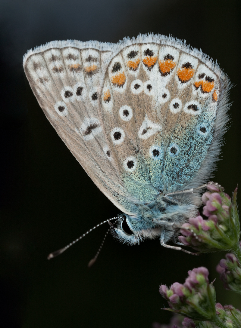 Common Blue