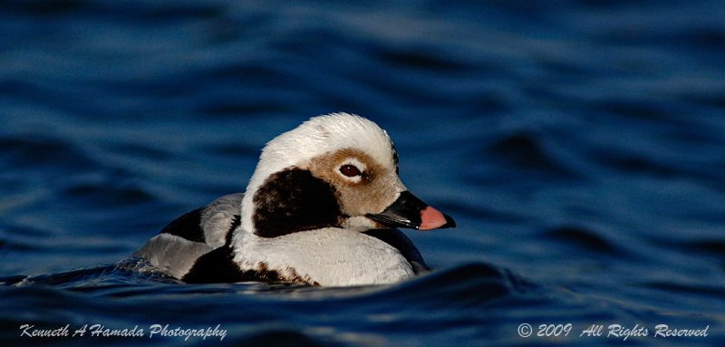 Long-tailed Duck 001.jpg