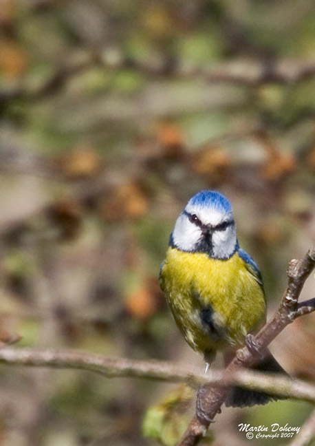 Blue Tit 1