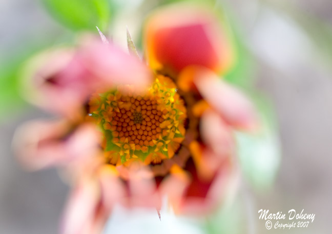 Flower 4
