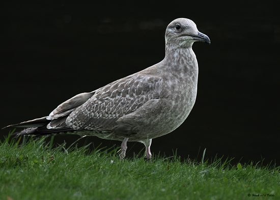 20080923 273 Herring Gull ( juv).jpg