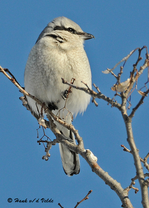 20090304 117 Northern Shrike - SERIES.jpg