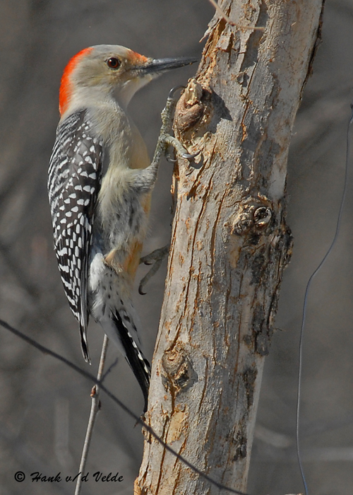 20090316 024 Red-bellied Woodpecker (f).jpg