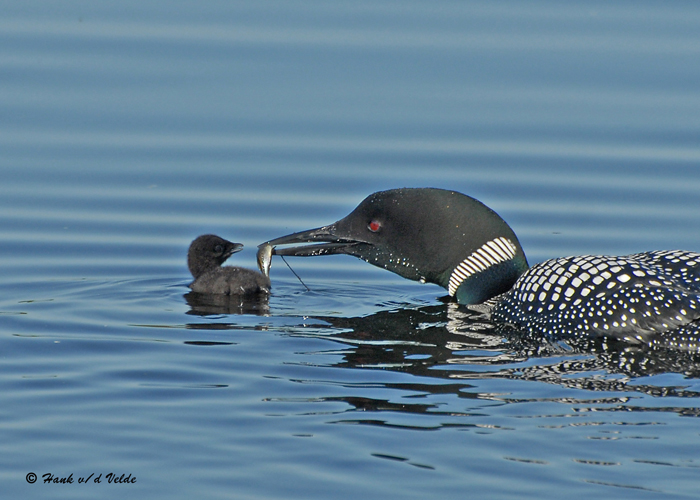 20090616 096 Common Loons.jpg