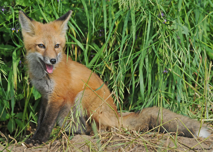 20090626 401 Red Fox Pup - SERIES.jpg