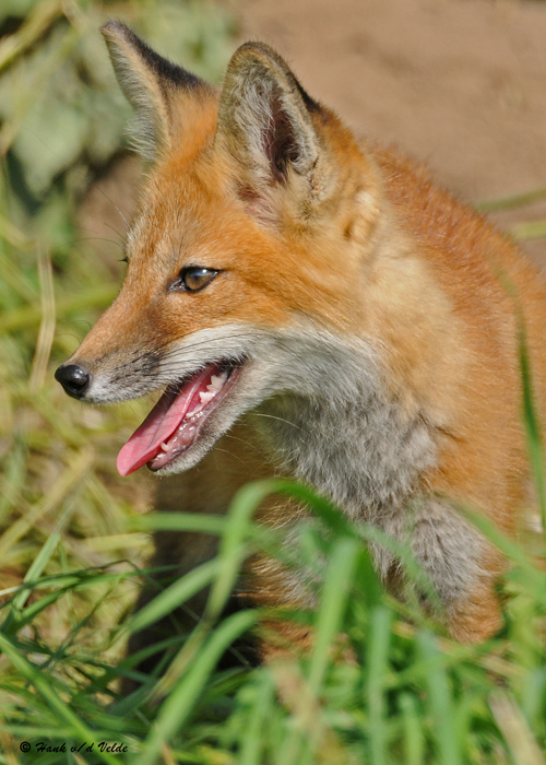 20090626 463 Red Fox Pup.jpg